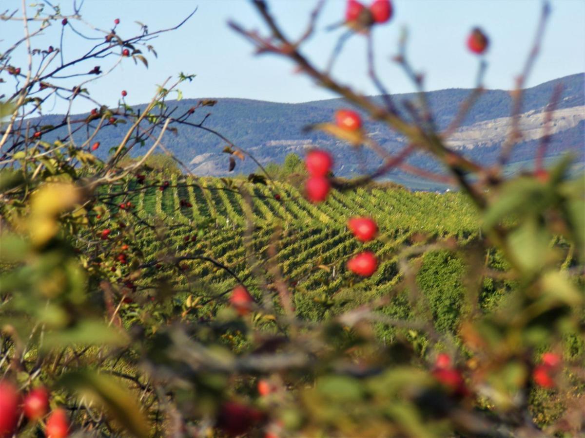 Tokaj Hill Panorama Guesthouse 세렌치 외부 사진